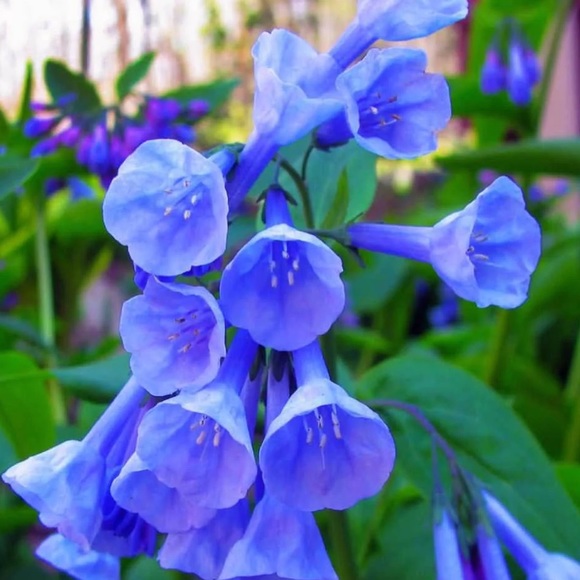 bluebell0716